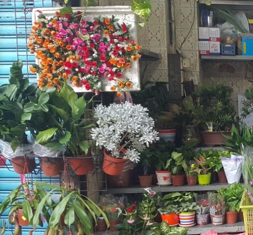 推介: 長春花店