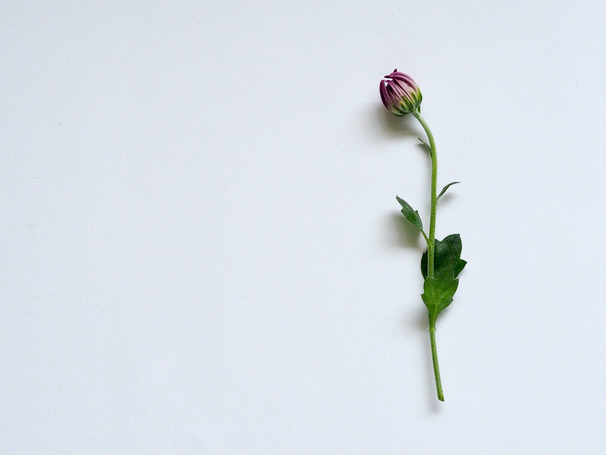 推介: Marren Fleuriste - Preserved Flowers