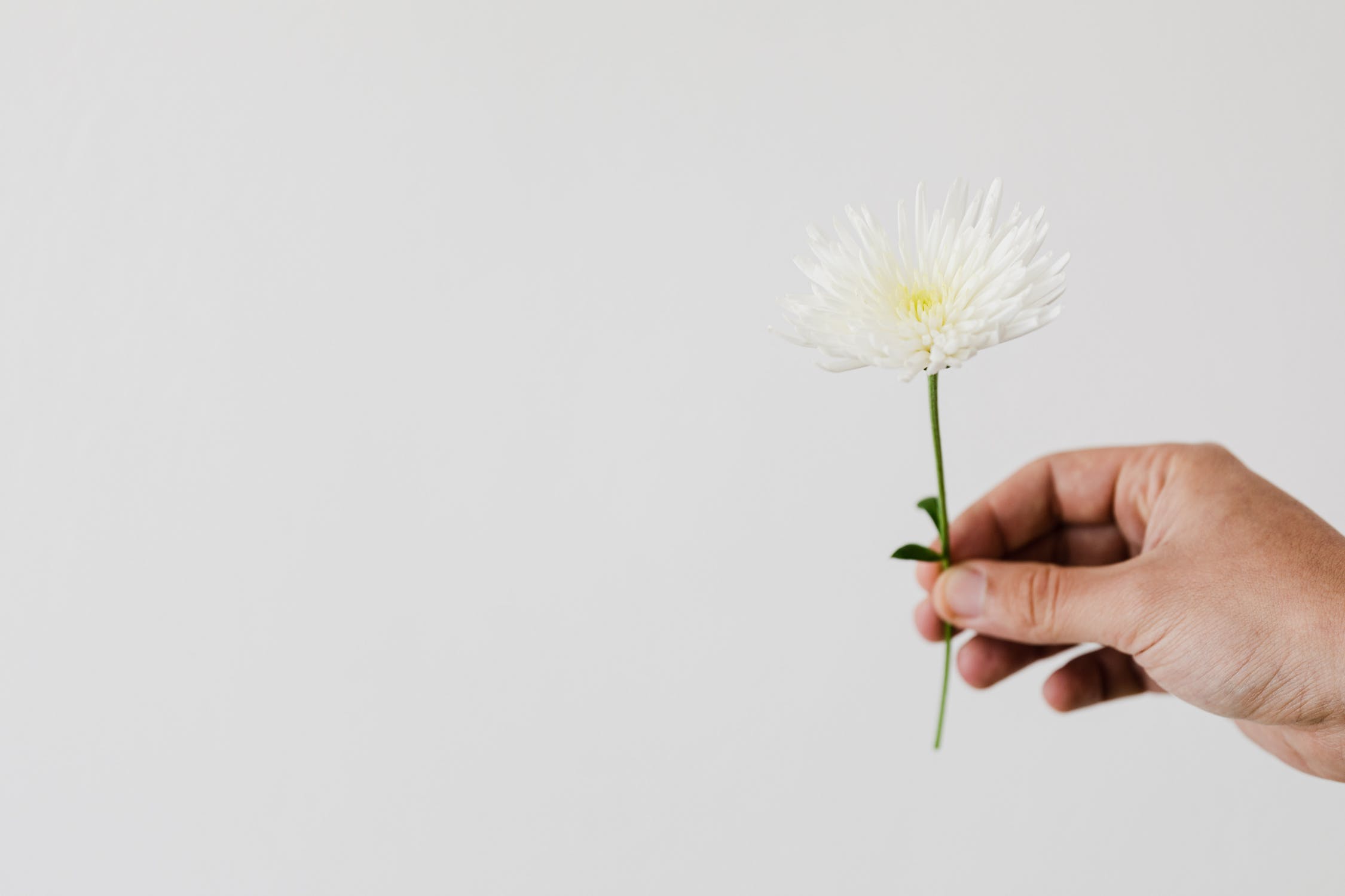 推介: Oasis Florist 奧思花軒