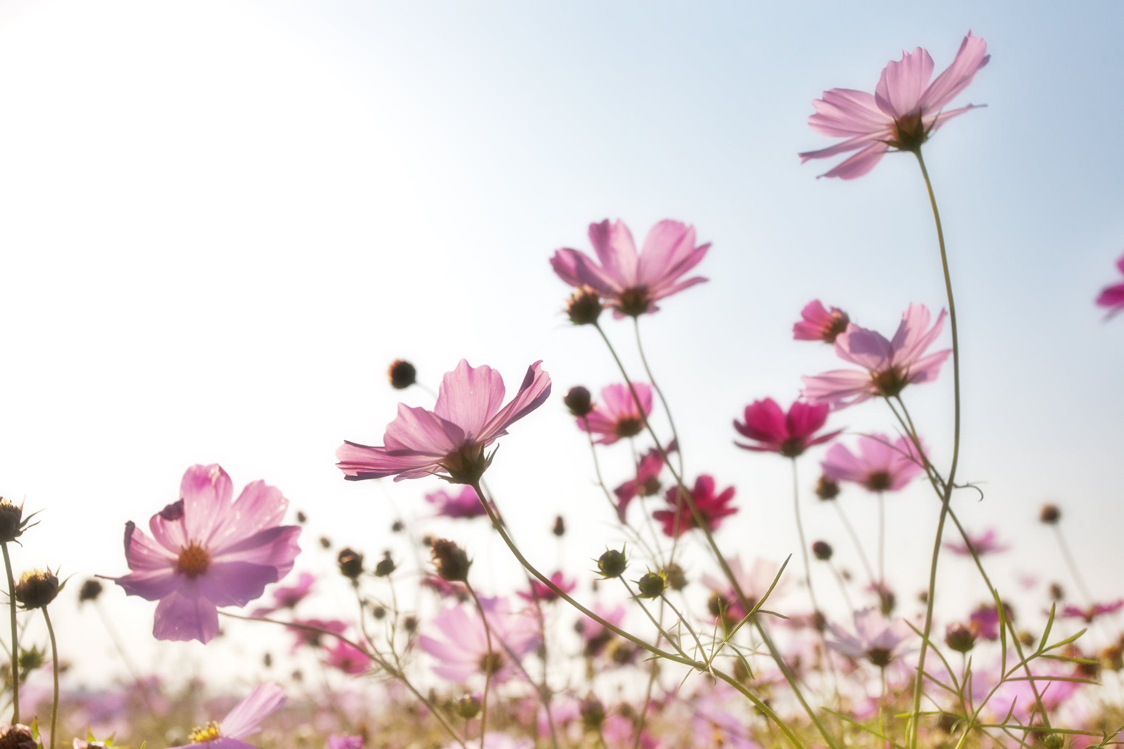 推介: BYDEAU Florist