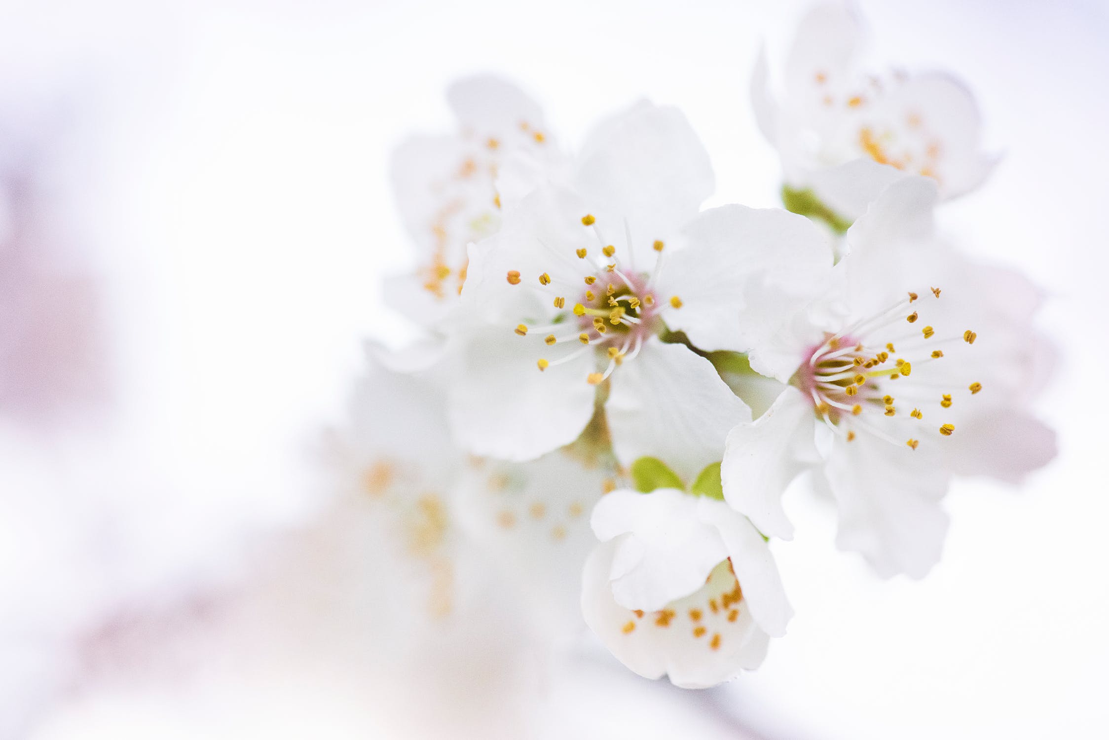 推介: 藍之森花店 Blue Forest Florist