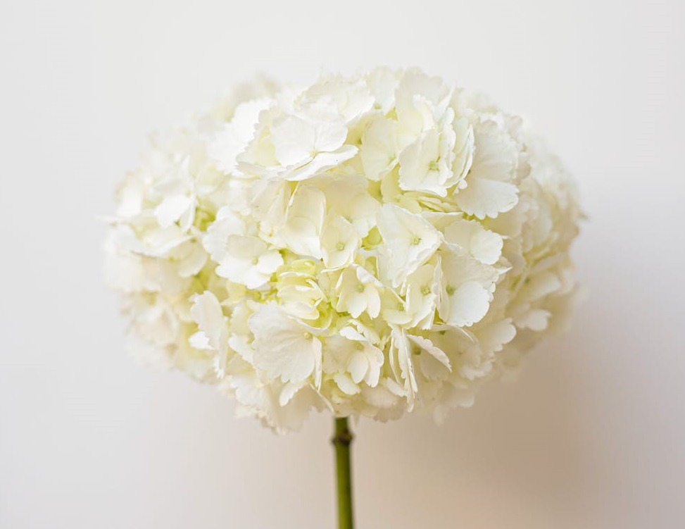 推介: 花羽