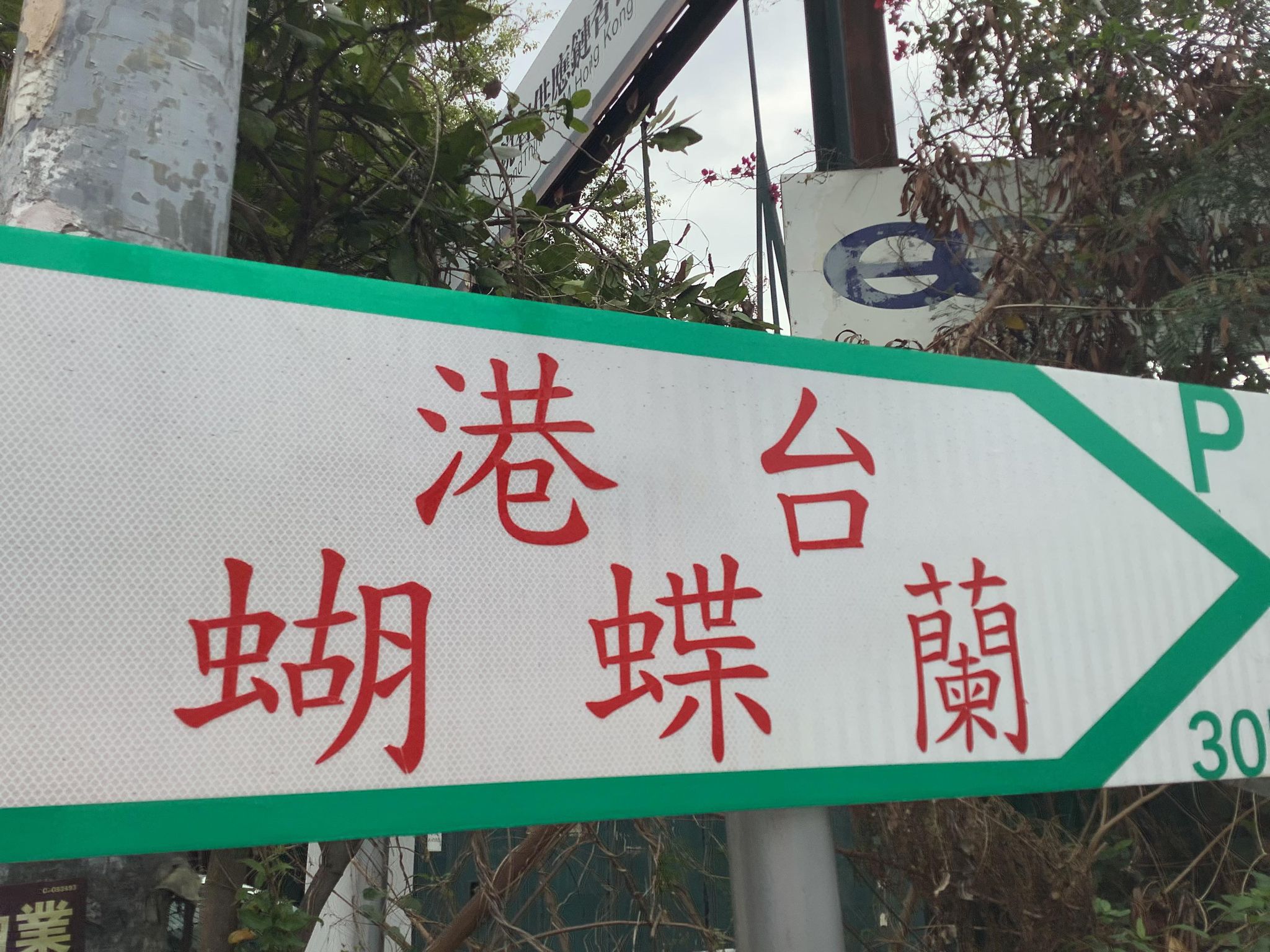 推介: 港台園藝 (蝴蝶蘭)