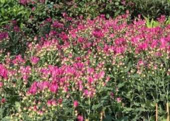 推介: 喜喜藝花舍