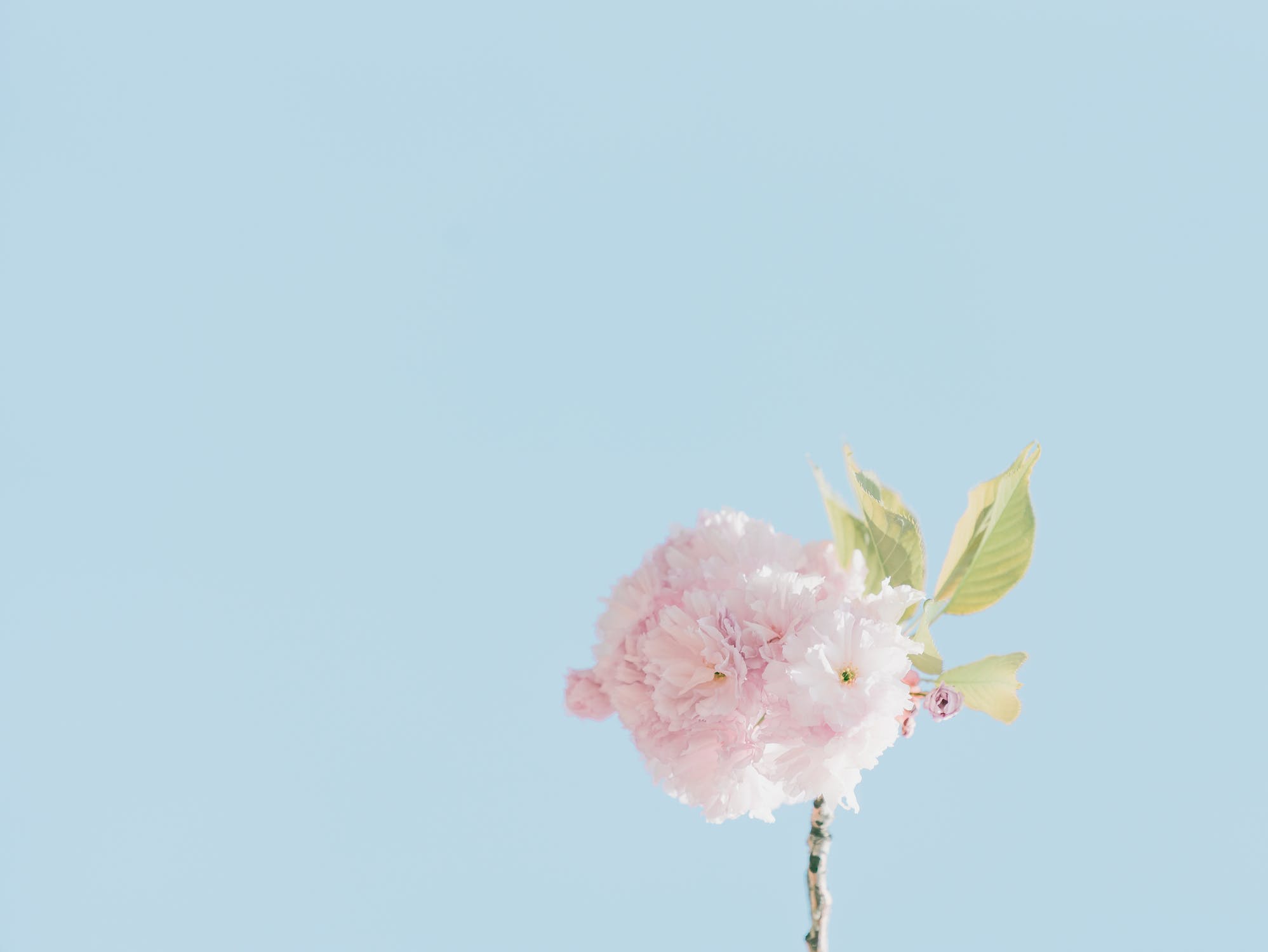 推介: JUICY JELLY FLORIST