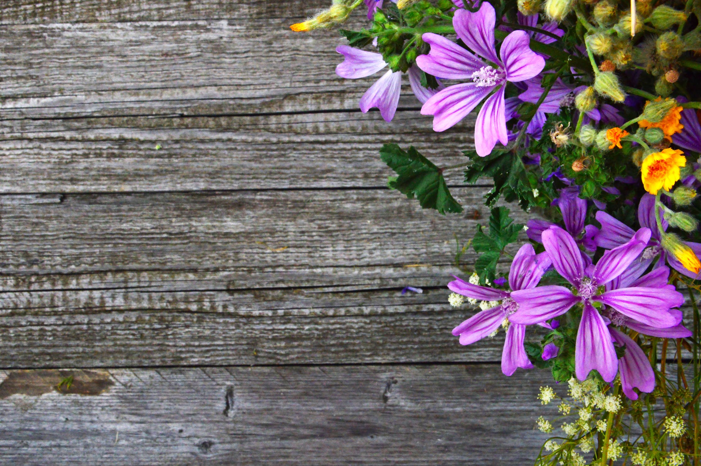 推介: Rose Of Sharon
